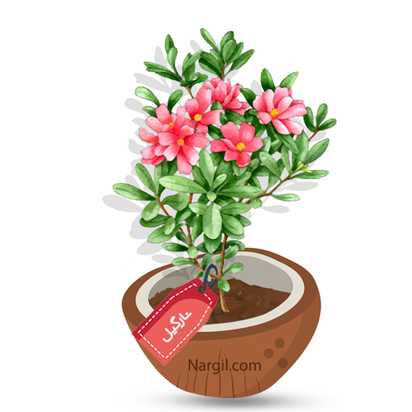  Nargil - Desert rose